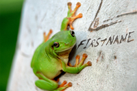 Frog thumbnail