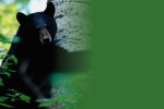 Bear 1 thumbnail