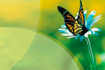 Butterfly thumbnail