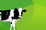 Cow thumbnail