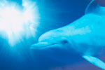 Dolphin thumbnail