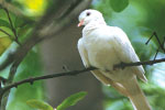 Dove thumbnail