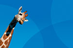 Giraffe thumbnail