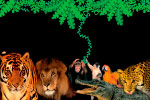 Jungle thumbnail
