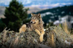 Wolf thumbnail