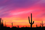 Cactus thumbnail