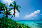 Palm Tree 1 thumbnail