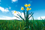 Daffodils thumbnail