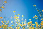 Sky with Flowers thumbnail
