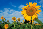Sunflower thumbnail