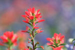 Wild Flowers thumbnail