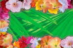 Tropical thumbnail