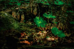 Forest Plants thumbnail
