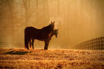 Horses thumbnail