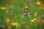 Purple and Yellow Flowers thumbnail