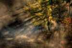 Sunlight Through Fog thumbnail
