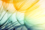 Dandelions thumbnail