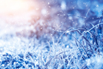 Frosted Grass thumbnail