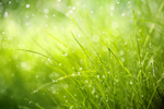 Grass Dew thumbnail