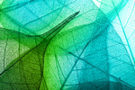 Leaves 4 thumbnail