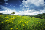 Meadow thumbnail