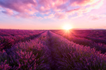 Purple Field thumbnail