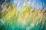 Wheat Field thumbnail