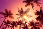 Palm Trees thumbnail