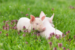 Piglets thumbnail