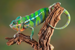 Chameleon thumbnail