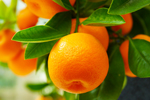 Orange thumbnail