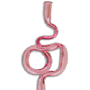 Intestines thumbnail