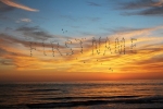 Birds at Sunset