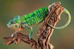 Chameleon