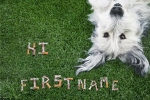 Dog Bones