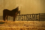 Horses