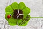Four Leaf Clover