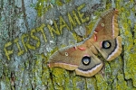 Moth Tree
