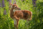 Baby Deer