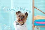 Dog Bath