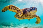 Sea Turtle