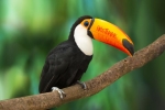 Toucan