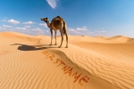 Camel